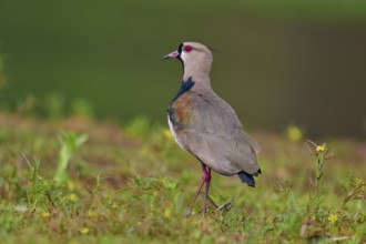Bird standing on a green meadow, the sky is visible in the background, Southern Lapwing (vanellus