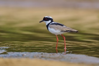 A bird with striking red legs stands in still waters and is reflected in the water, Cayenne lapwing