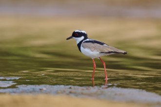 A bird with red legs stands in the shallow water and is reflected in the calm surroundings, Cayenne