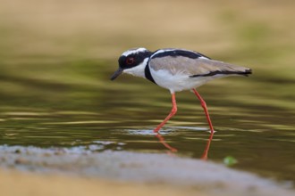 Bird with red legs striding through shallow water on sandy ground, Cayenne lapwing (Vanellus