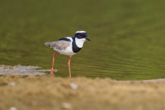 Bird next to a bank in a quiet and natural environment, Cayenne Lapwing (Vanellus cayanus), Rio