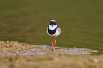 Bird standing at the edge of a body of water on sandy ground, Cayenne lapwing (Vanellus cayanus),