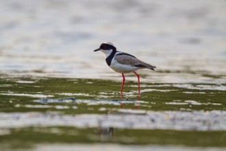 Bird with long red legs reflected in the calm water, Cayenne lapwing (Vanellus cayanus), Rio Negro,