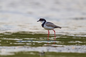 Bird with red legs and dark eyes standing on the water surface, Cayenne lapwing (Vanellus cayanus),