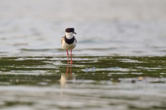 Bird with red legs standing in shallow water. Calm and peaceful atmosphere, Cayenne lapwing