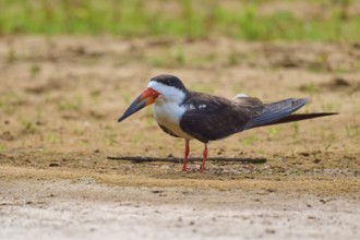 A bird standing on sandy soil in a natural environment, Black-mantled Skimmer (Rynchops niger), Rio