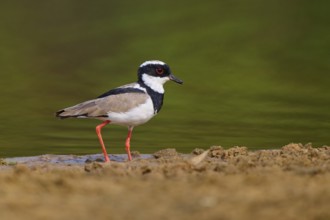 Bird with red legs standing along the shoreline in a green environment, Cayenne Lapwing (Vanellus