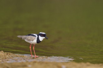 Bird standing on the shore of a lake. Tranquil natural environment, Cayenne lapwing (Vanellus