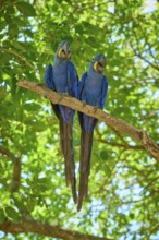 Two blue macaws standing upright and symmetrically on a branch in the green foliage, Hyacinth Macaw