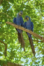 Two blue macaws sitting together on a branch in the dense green foliage, Hyacinth Macaw