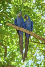 Two blue macaws sitting next to each other on a branch in the dense foliage, Hyacinth Macaw