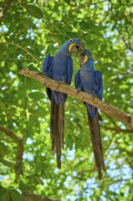 Two blue macaws interacting tenderly on a branch against a green background, Hyacinth Macaw