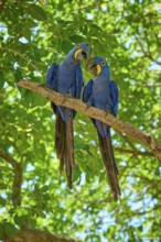 Two blue macaws communicating on a branch with vibrant green foliage, Hyacinth Macaw (Anodorhynchus