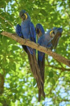 Two blue macaws with outstretched wings on a branch in dense foliage, Hyacinth Macaw (Anodorhynchus