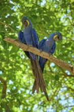 Two blue macaws sitting on a branch with dense green foliage in the background, Hyacinth Macaw