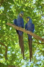 Two blue macaws sitting close together on a branch in the green foliage, Hyacinth Macaw