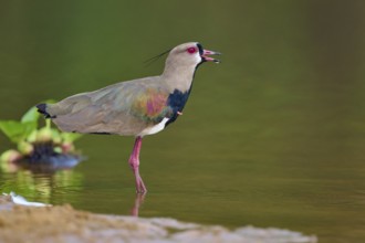 Bird with open beak on the bank of a river, apparently calling, Southern Lapwing (vanellus