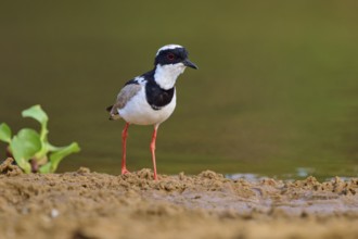 Bird standing on damp ground, surrounded by water plants, Cayenne lapwing (Vanellus cayanus), Rio
