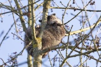 A cute raccoon sleeps relaxed on a tree between the branches and enjoys the warm winter sun. This