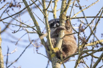 A cute raccoon looks down and sits on a tree between the branches and enjoys the warm winter sun.