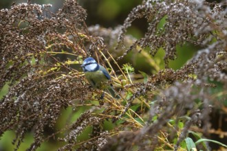 Blue tit (Cyanistes caeruleus) on a faded goldenrod (Solidago) Bavaria, Germany