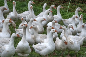 Fattening geese (Anser anser domesticus) in a meadow, Bullach, Middle Franconia, Bavaria, Germany