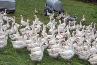 Free-range fattening geese (Anser anser domesticus) in a meadow, Bullach, Middle Franconia,