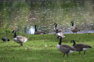 Canada geese (Branta canadensis) on a meadow by a lake, Hersbruck, Middle Franconia, Bavaria,