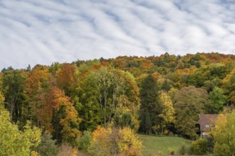 Herbstlicher Mischwald, Happurg, Middle Franconia, Bavaria, Germany