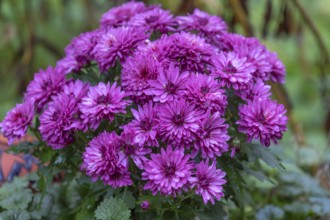 Bouquet of autumn asters (Symphyotrichum), Bavaria, Germany