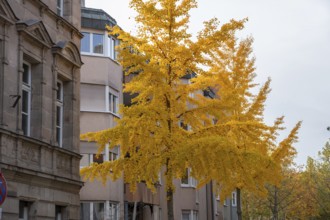 Golden yellow ginkgo trees in the city of Fürth, Middle Franconia, Bavaria, Germany