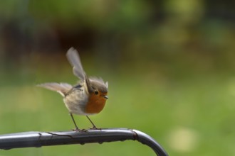European robin (Erithacus rubecula) on take-off, Bavaria, Germany