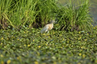 Squacco Heron (Ardeola ralloides) in the fog Hungary