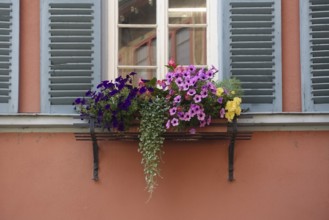 Window with flower box, petunias (Petunia), pink and purple flowers, various plants, mullioned