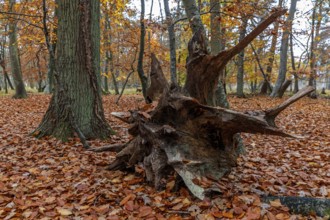 Autumn forest, autumn-colored trees, old tree stump, Easter forest, Zingst, Fischland-Darß-Zingst,