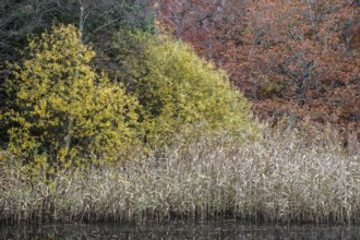 Autumn forest, autumnal trees, reeds, Easter forest, Zingst, Fischland-Darß-Zingst, Western
