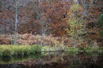 Autumn forest, autumnal trees, water from a small lake in front, Osterwald, Zingst,