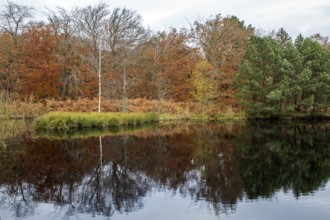 Autumn forest, autumn-colored trees reflected in the water, Osterwald, Zingst,