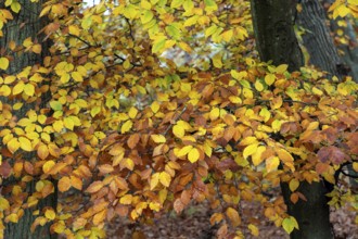 Autumn leaves, Osterwald, Zingst, Fischland-Darß-Zingst, Western Pomerania Lagoon Area National
