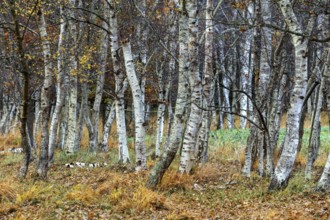 Birch forest, autumn coloured birch trees (Betula), Osterwald, Zingst, Fischland-Darß-Zingst,