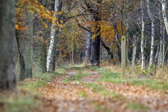 Deer (Cervidae) standing on a forest path, Osterwald, Zingst, Fischland-Darß-Zingst, Western