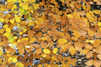 Autumn leaves, autumn-colored leaves, Osterwald, Zingst, Fischland-Darß-Zingst, Western Pomerania