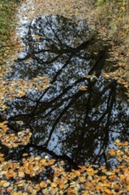 Trees reflect in moor water, autumn leaves swim on moor water, Osterwald, Zingst,