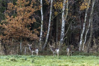 Deer (Cervidae) standing at the edge of the forest in front of birch trees, Osterwald, Zingst,