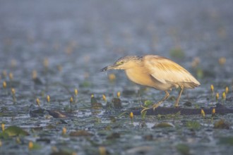 Squacco Heron (Ardeola ralloides) in the fog Hungary