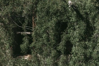 Ruin with façade overgrown by nature, Lost Place, Heilstätten Beelitz, Brandenburg