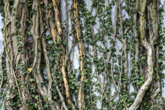 Ivy grows on old house wall, dilapidated plant of a former agricultural production cooperative of