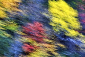 Colorful autumn leaves, Indian summer, smudge effect, blur, Massachusetts, New England, USA