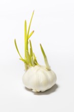 Close-up of garlic bulb with green shoots on light background