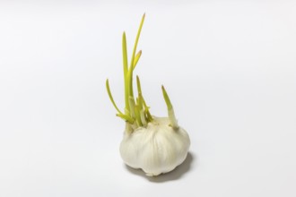 A garlic bulb with a long, green sprout on a neutral background
